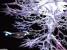 USS Enterprise NCC-1701-D and the Crystalline Entity (58.14K)