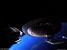 USS Enterprise NCC-1701-D and Shuttlecraft (23.84K)